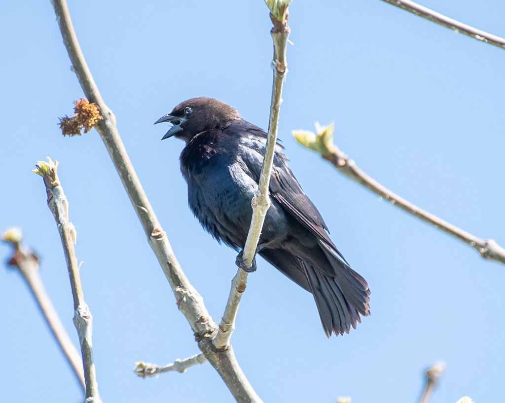 D05_4961.jpg - Brown-headed Cowbird