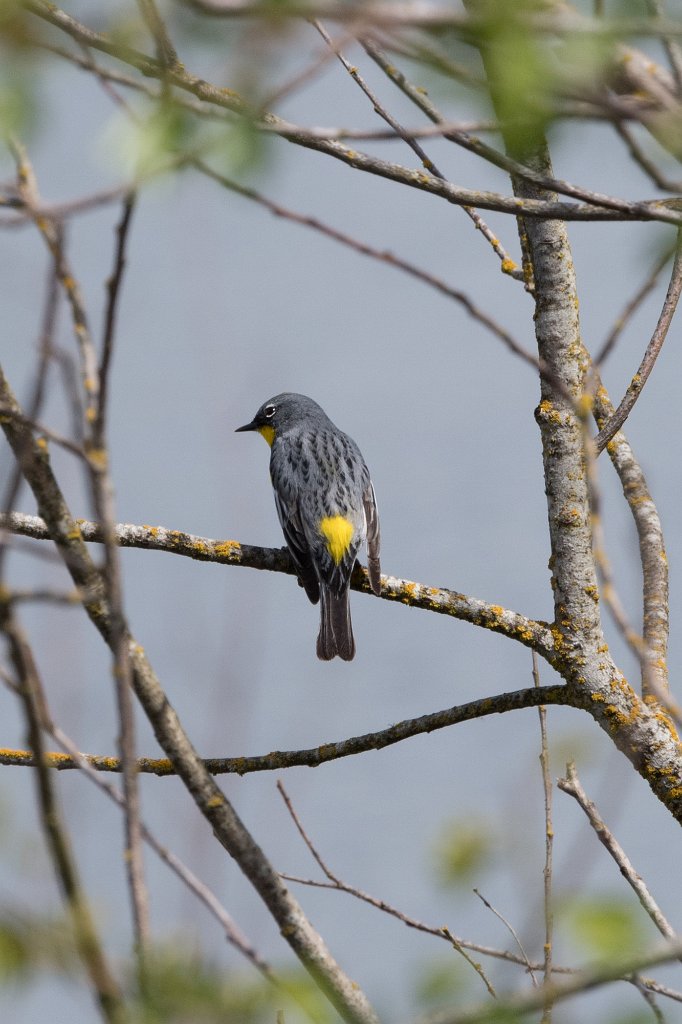 D05_6185.jpg - Yellow-rumped Warbler