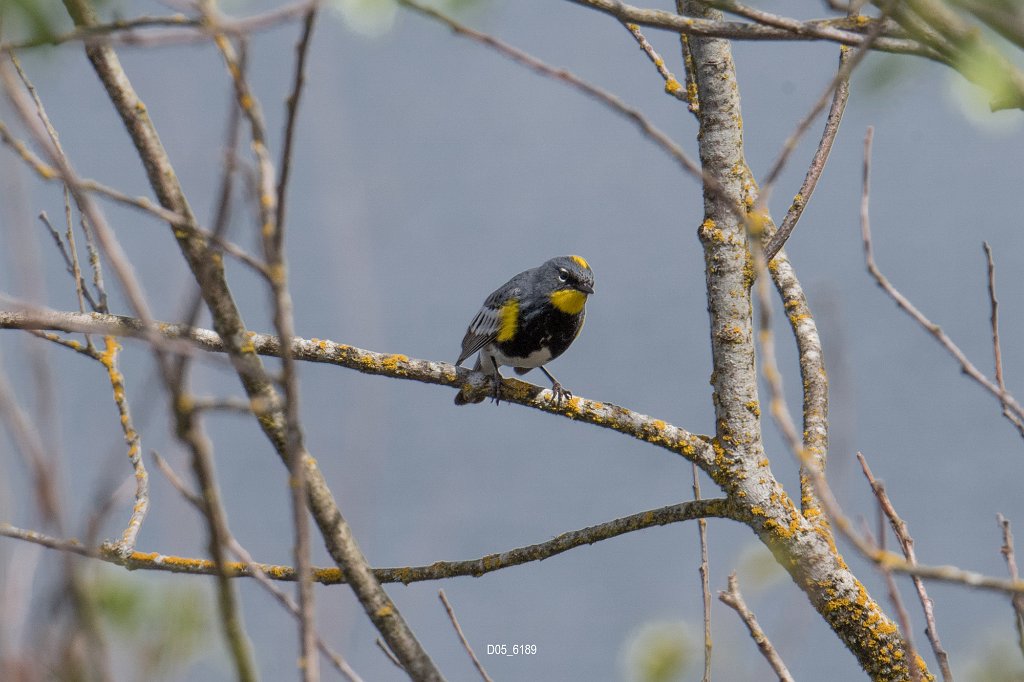 D05_6189.jpg - Yellow-rumped Warbler