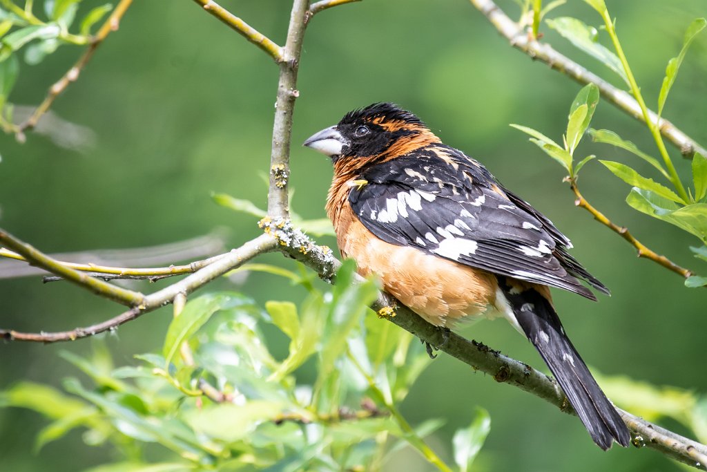 D05_6927.jpg - Black-headed Grosbeak