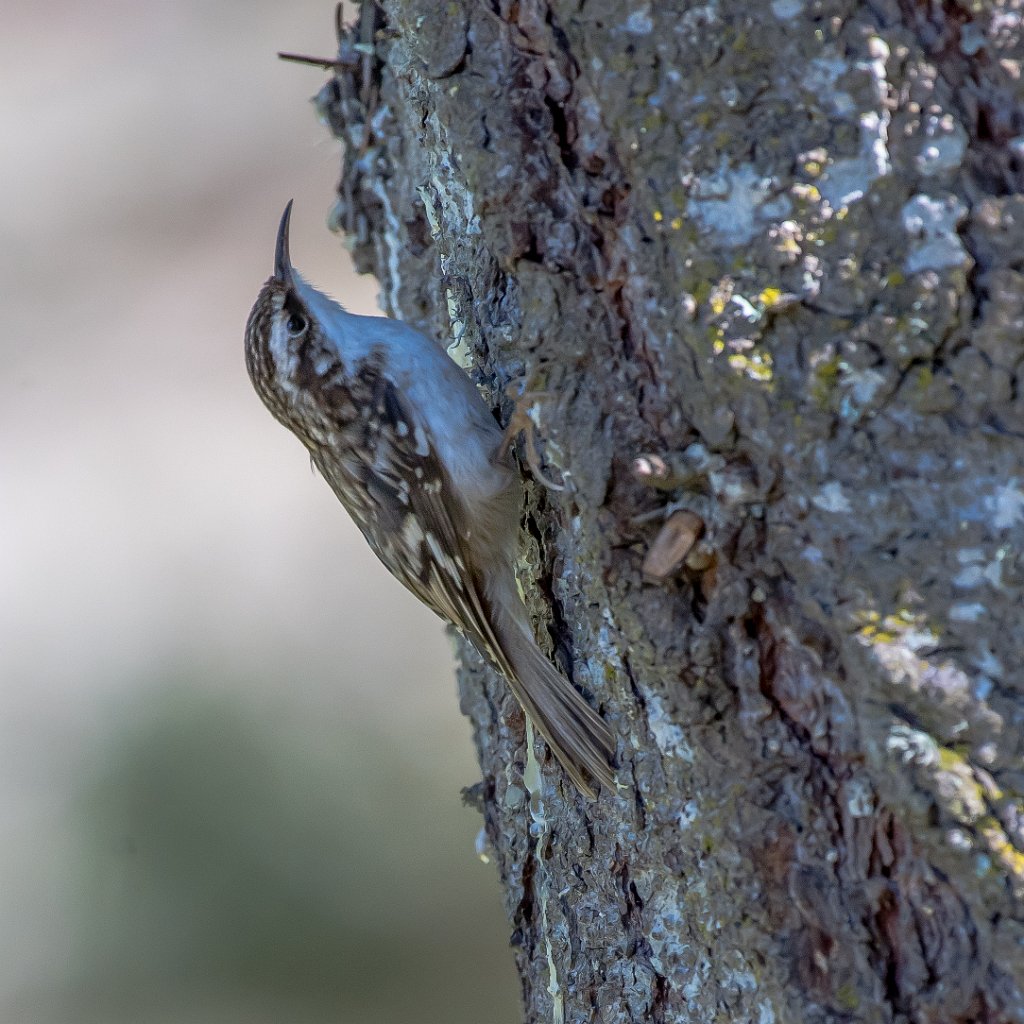 D05_7250.jpg - Brown Creeper