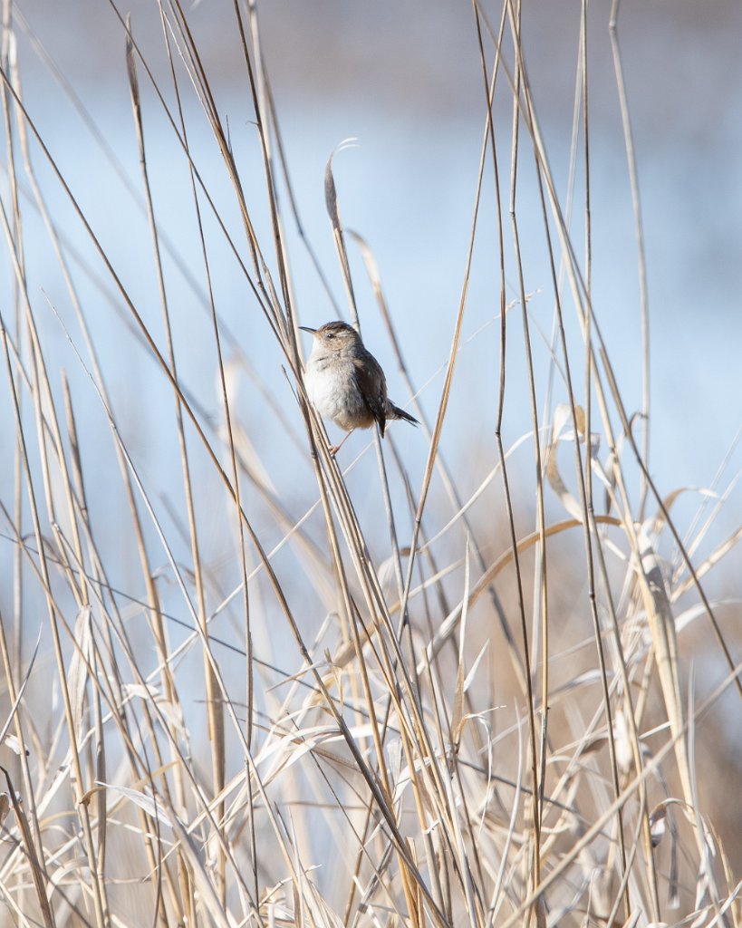 D05_7420.jpg - Bewick's Wren