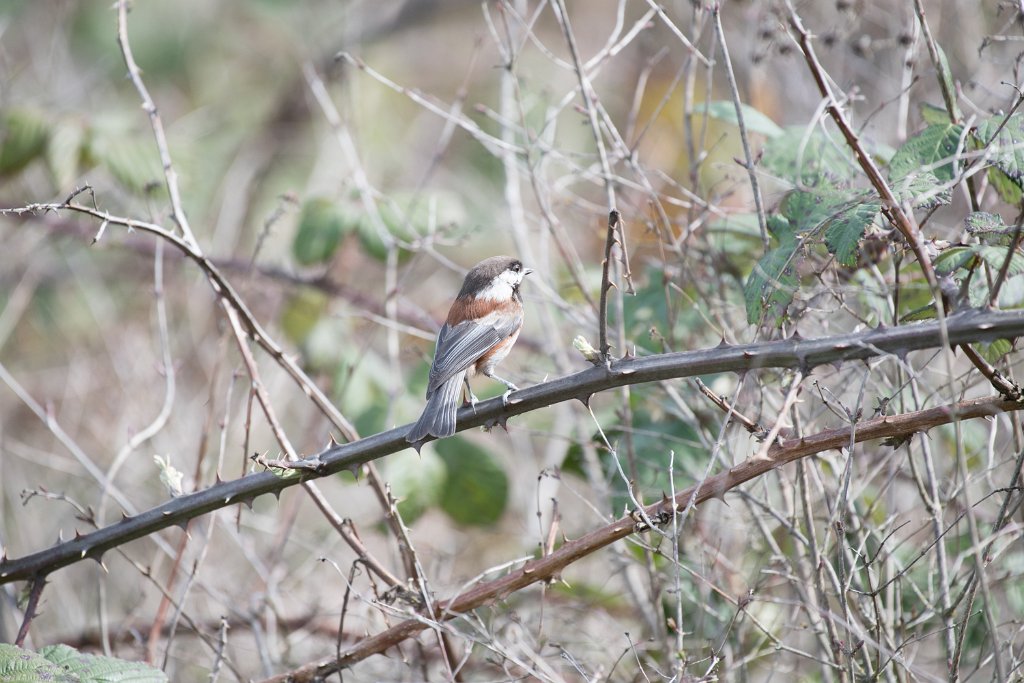 D05_7816.jpg - Chestnut-backed Chickadee