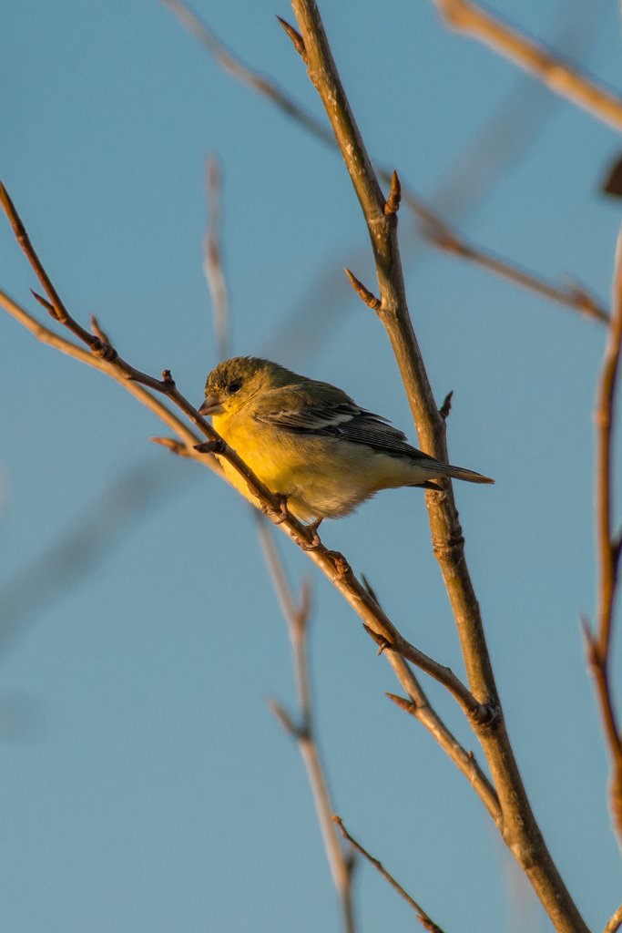 D80_2454.jpg - Bushtit