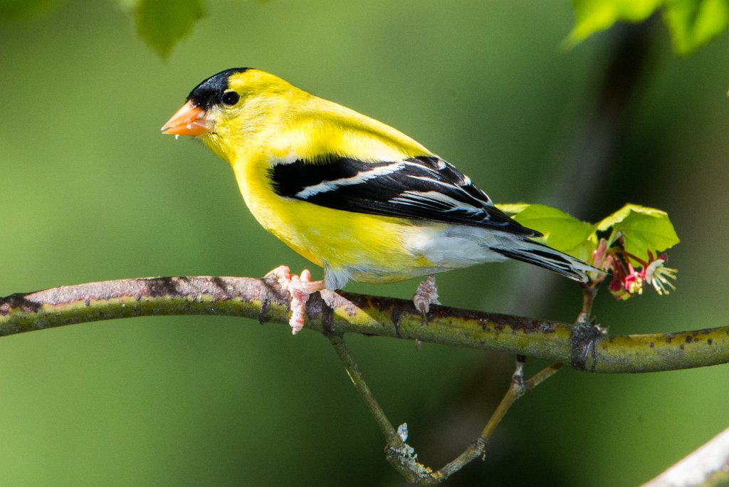 D80_5373.jpg - American Goldfinch