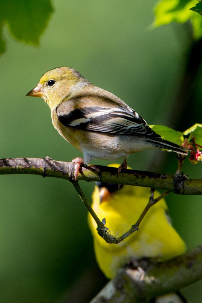 D80_5379-Edit-Edit-Edit-Edit.jpg - American Goldfinch