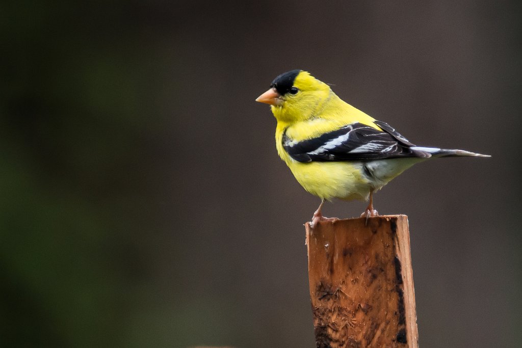 D80_7475.jpg - American Goldfinch