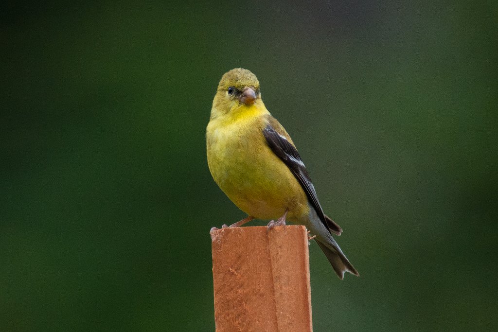 D80_7481.jpg - American Goldfinch