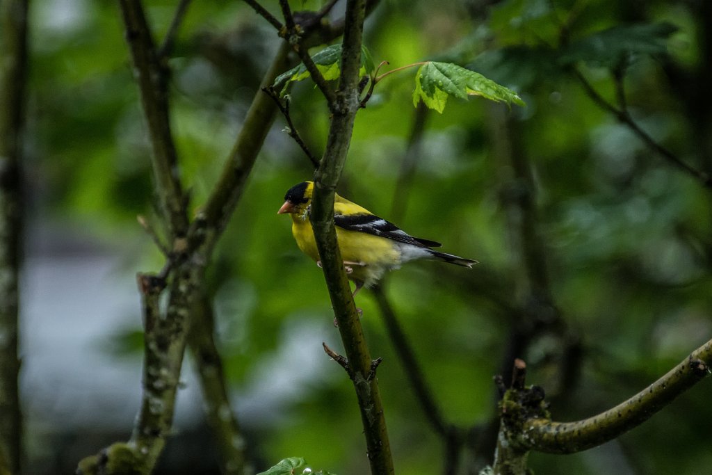 D80_7485-Edit.jpg - American Goldfinch