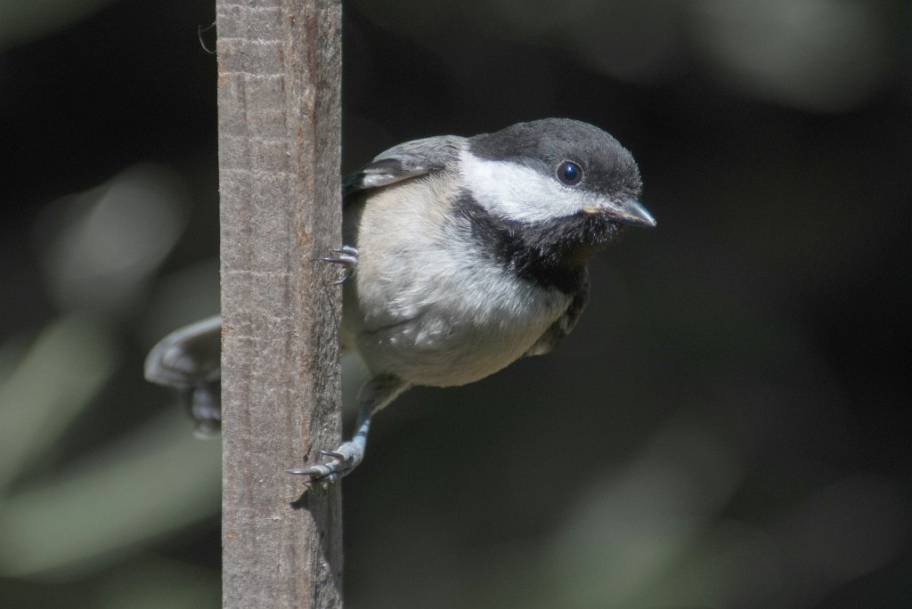 D80_8854.jpg - Black-capped Chickadee