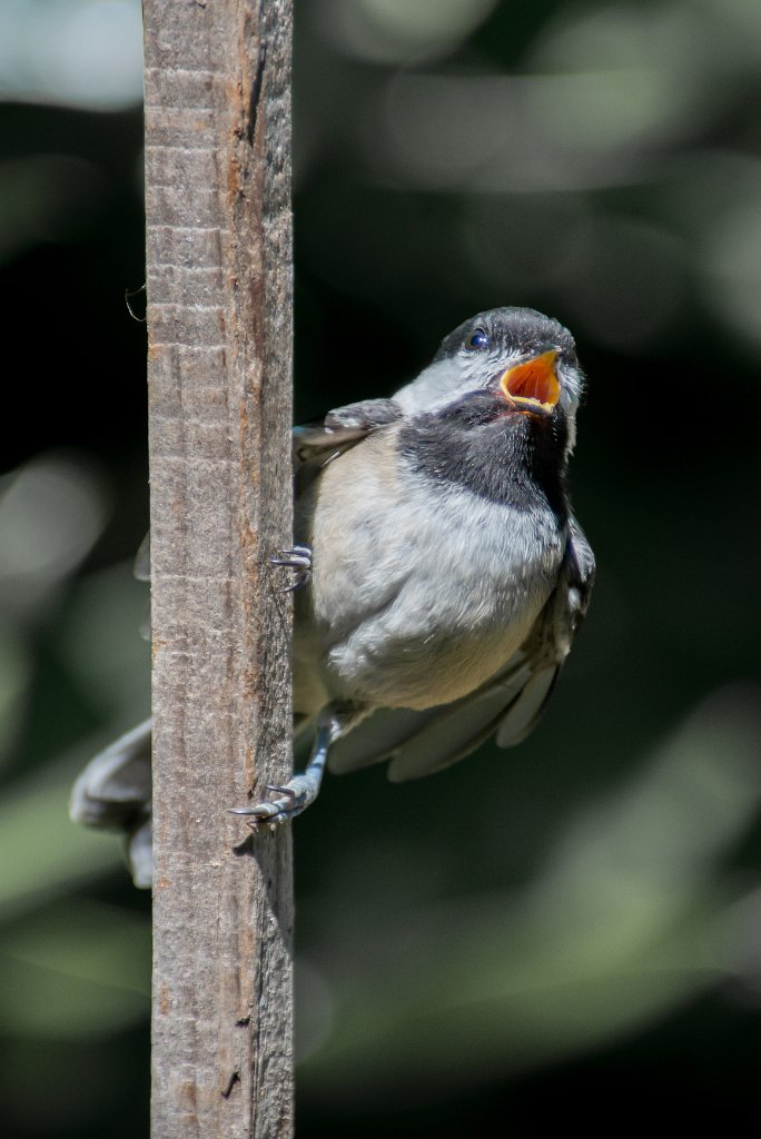 D80_8855.jpg - Black-capped Chickadee