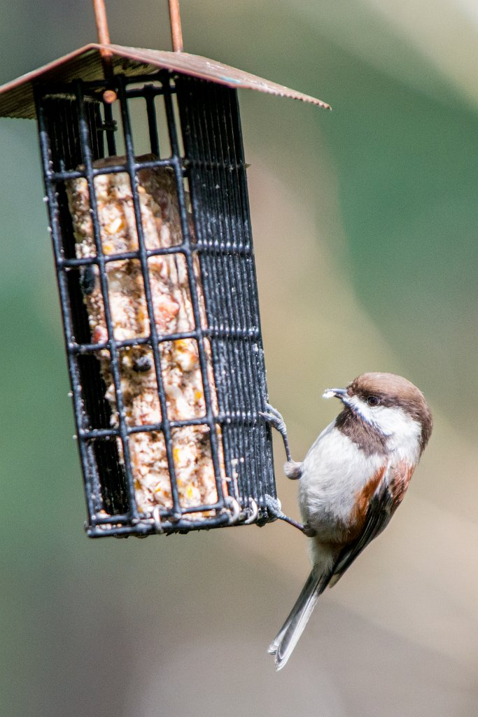 D80_9671.jpg - Chestnut-backed Chickadee