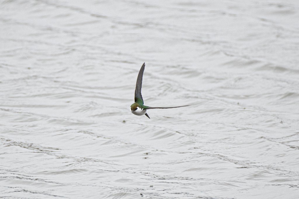 D85_0250.jpg - Tree Swallow