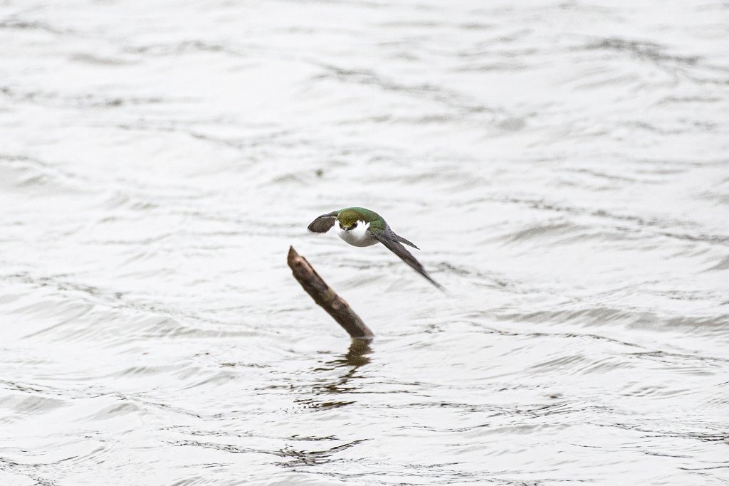 D85_0261.jpg - Tree Swallow