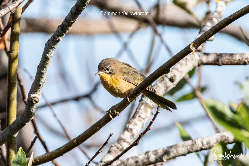 D85_0982.jpg - Common Yellowthroat