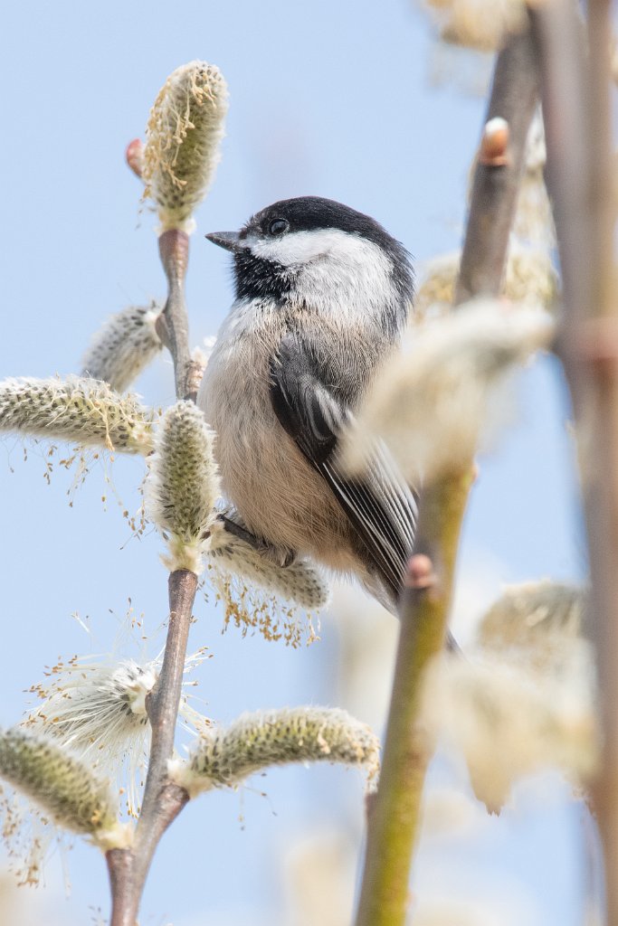 D85_1048.jpg - Black-capped Chickadee