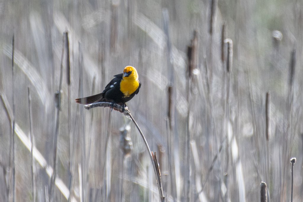 D85_1720.jpg - Yellow-headed Blackbird