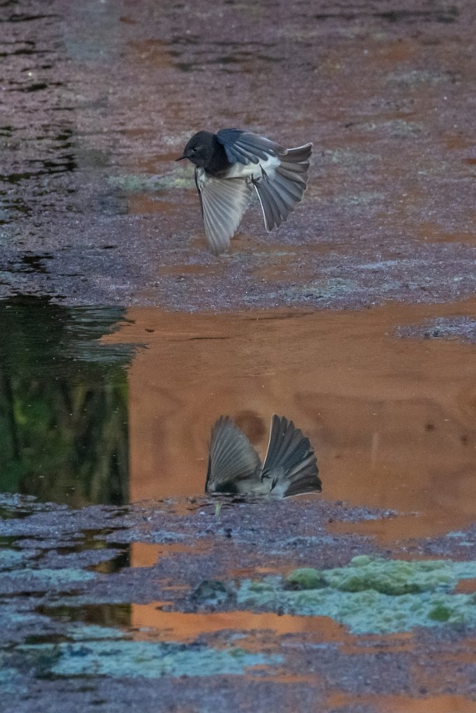 D85_1999.jpg - Black Phoebe