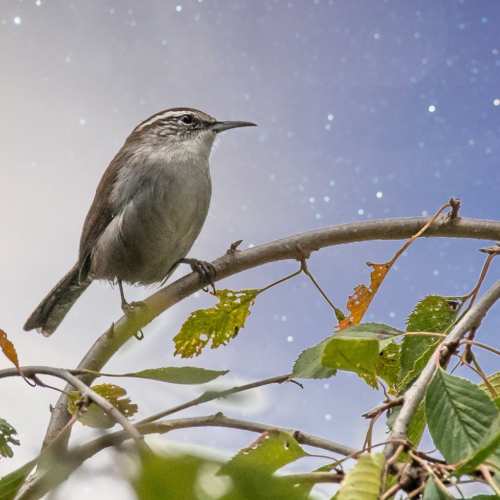 D85_3338-Edit.jpg - Bewick's Wren