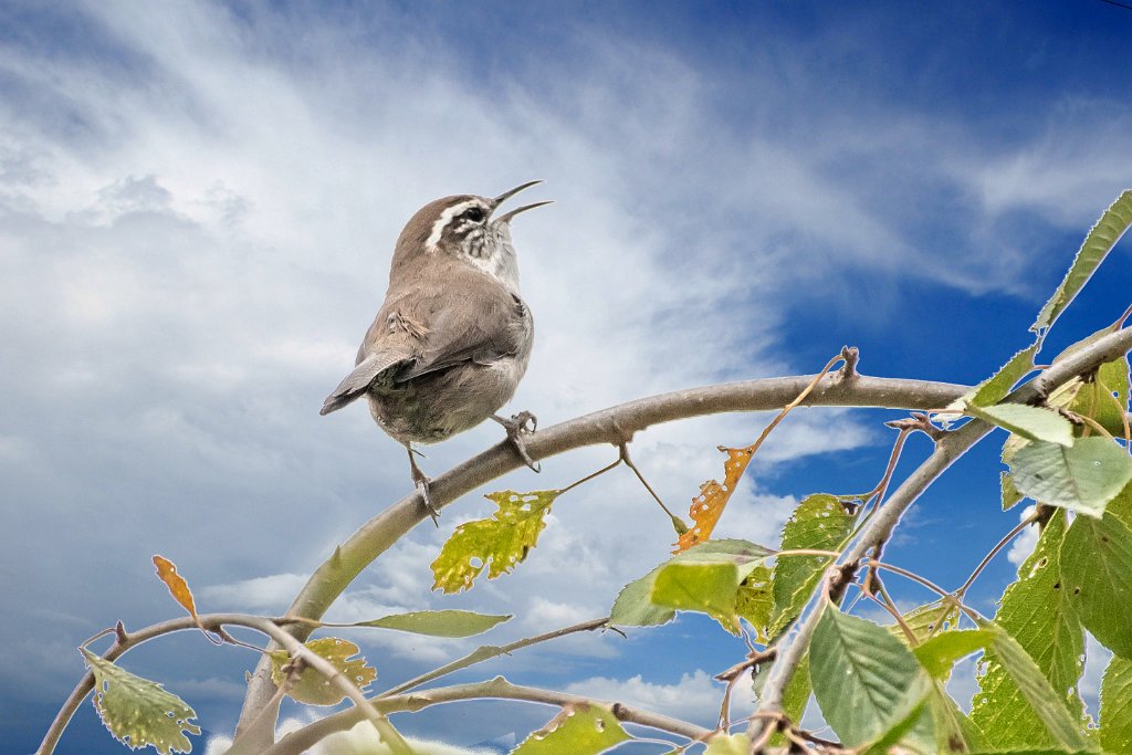 D85_3350-Edit.jpg - Bewick's Wren