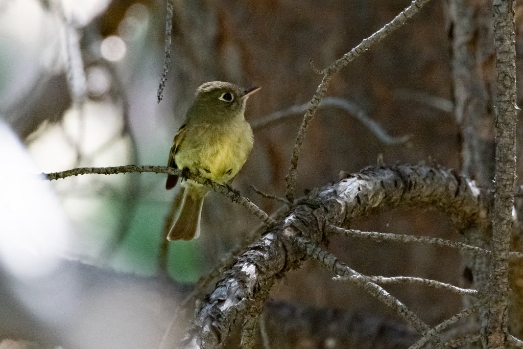 D85_4307.jpg - Cordilleran Flycatcher