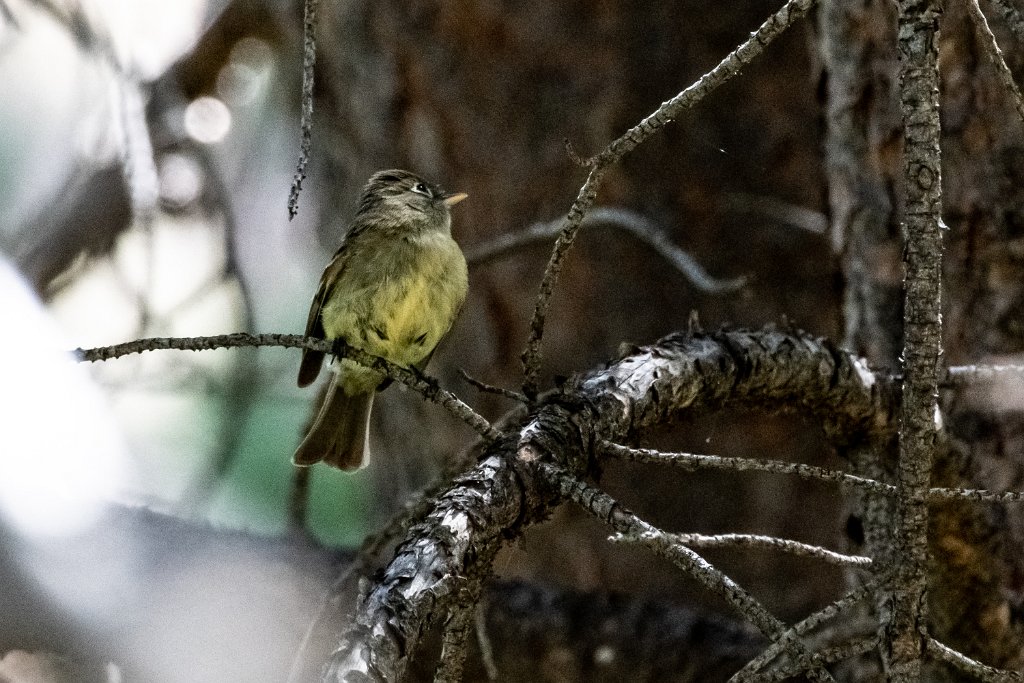 D85_4308.jpg - Cordilleran Flycatcher