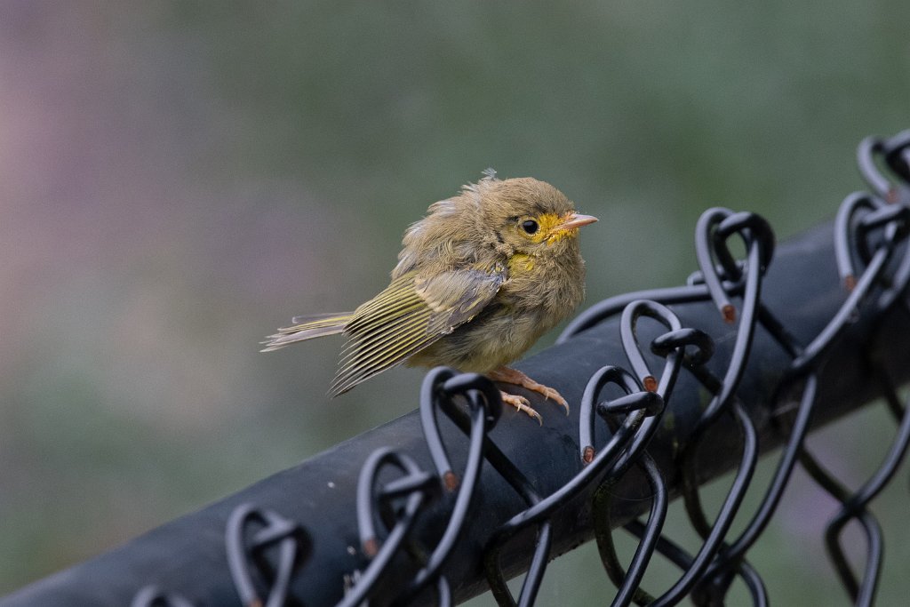 D85_4390.jpg - Wilson's Warbler