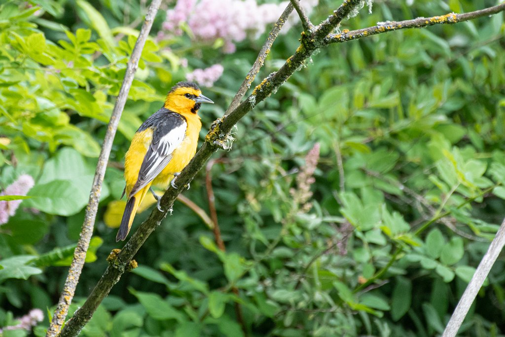 D85_5109.jpg - Bullock's Oriole