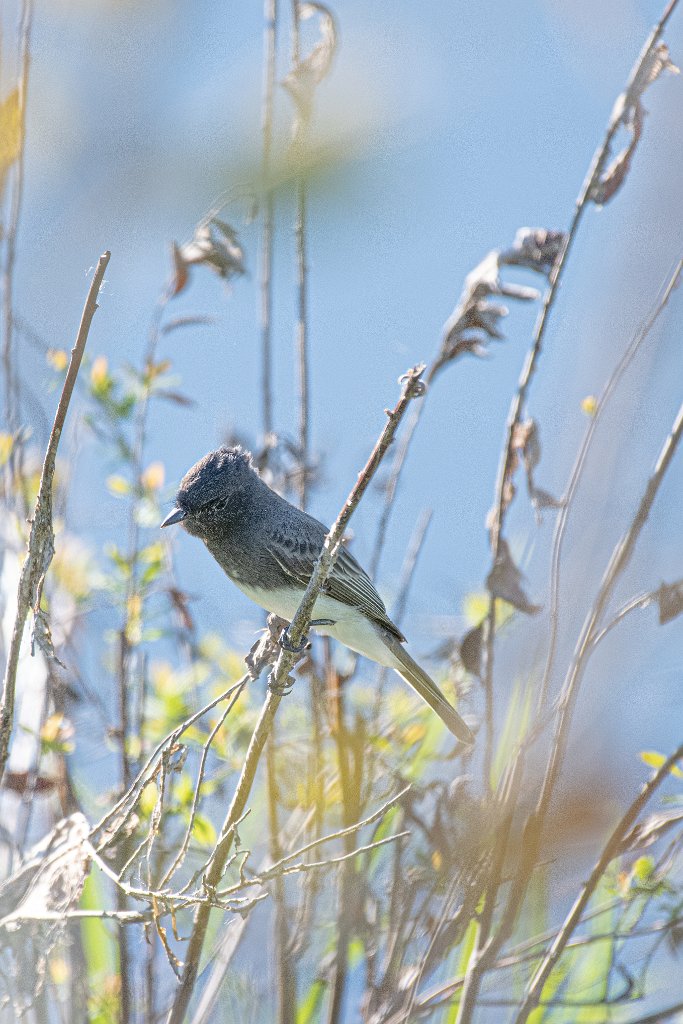 D85_5698.jpg - Black Phoebe