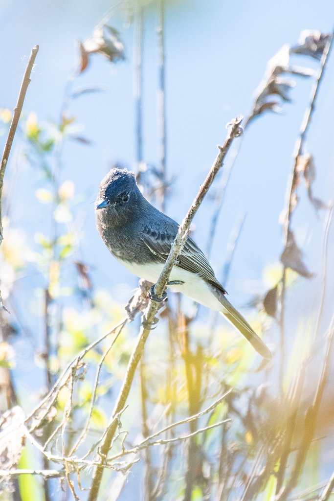 D85_5699.jpg - Black Phoebe