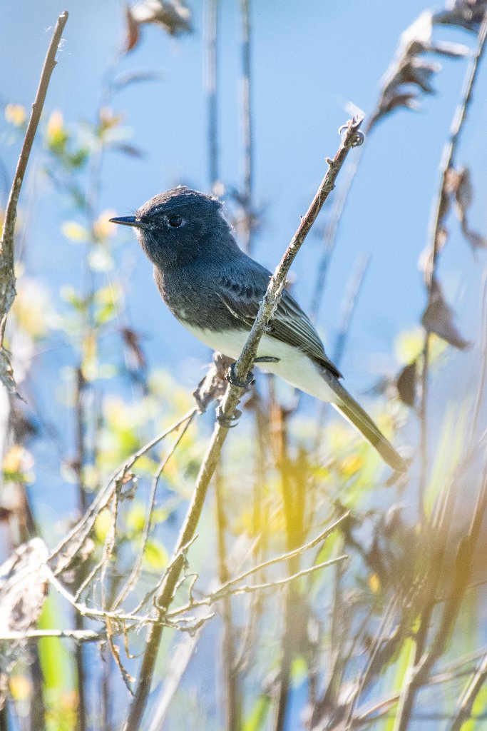 D85_5701.jpg - Black Phoebe