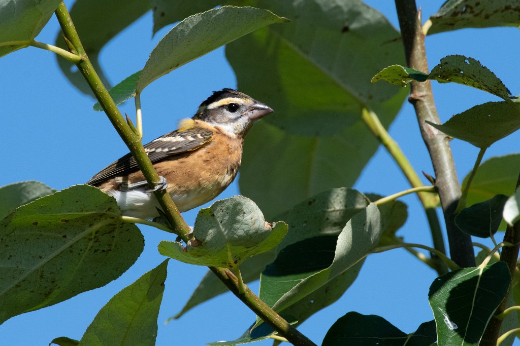 D85_6452.jpg - Black-headed Grosbeak