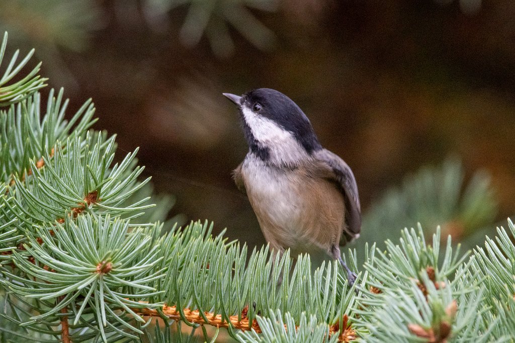 D85_8031.jpg - Black-capped Chickadee