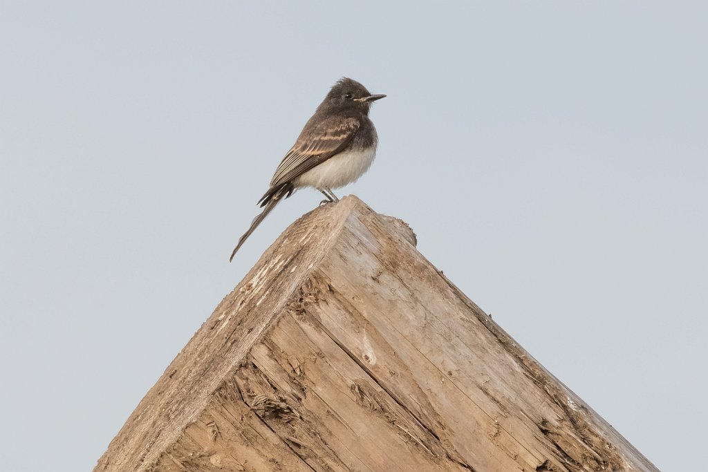 D85_9342.jpg - Black Phoebe