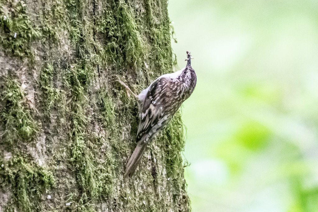 D85_9539.jpg - Brown Creeper