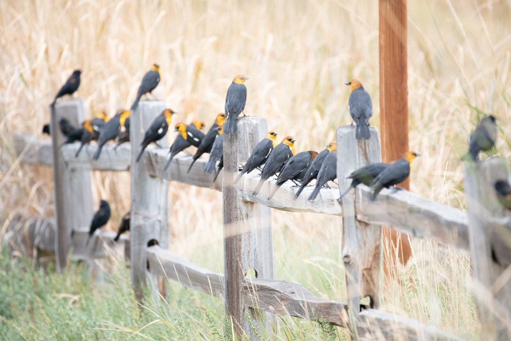 D85_9969.jpg - Yellow-headed Blackbird