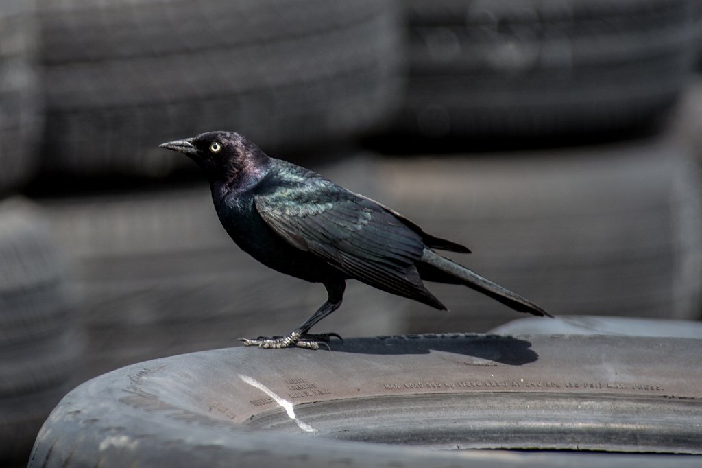 DSC_1033.jpg - Brewer's Blackbird