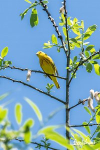 Yelllow Warbler