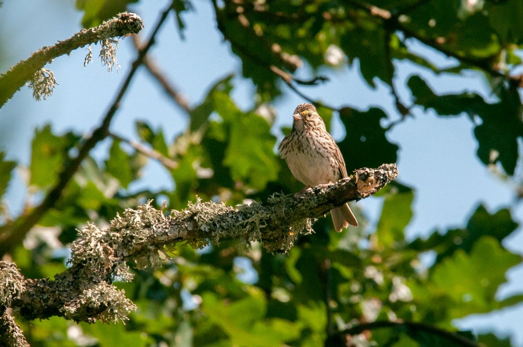 30S_8328.jpg - Lincoln's Sparrow