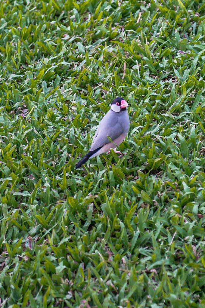 D04_0054.jpg - Java Sparrow