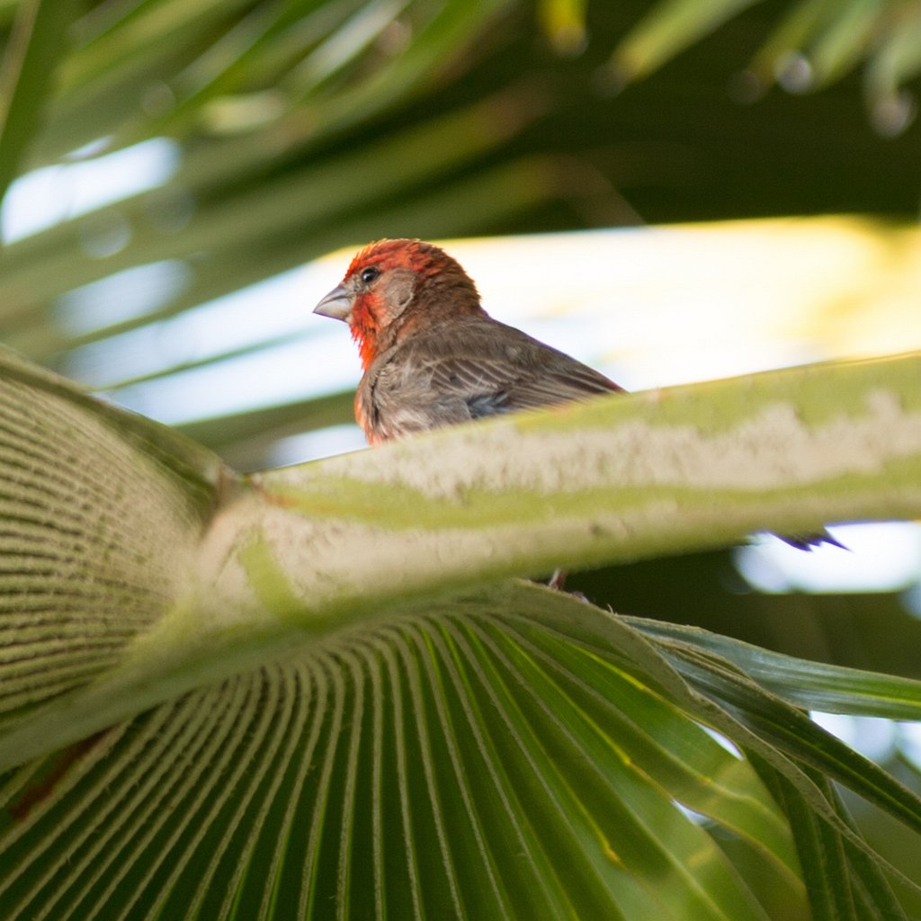 D04_0058-2.jpg - House Finch