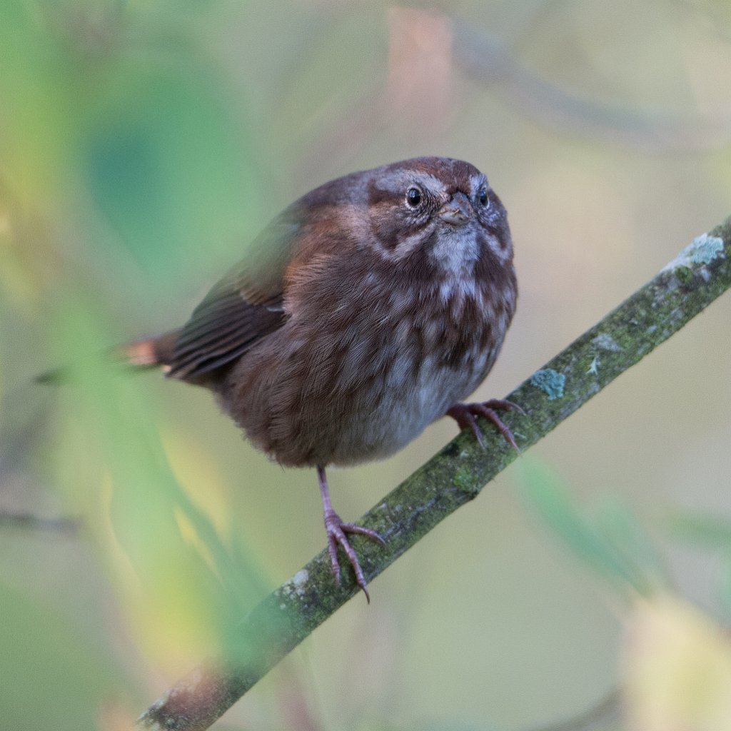 D04_0940.jpg - House Finch