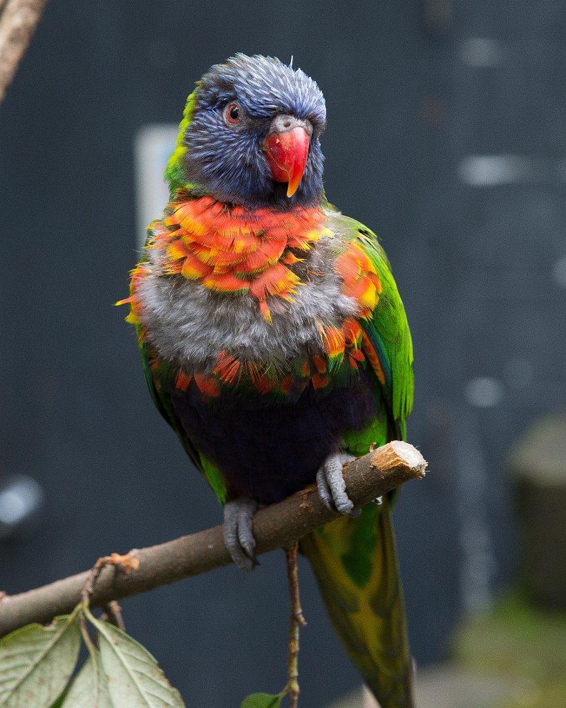 D04_2250.jpg - Lorikeet