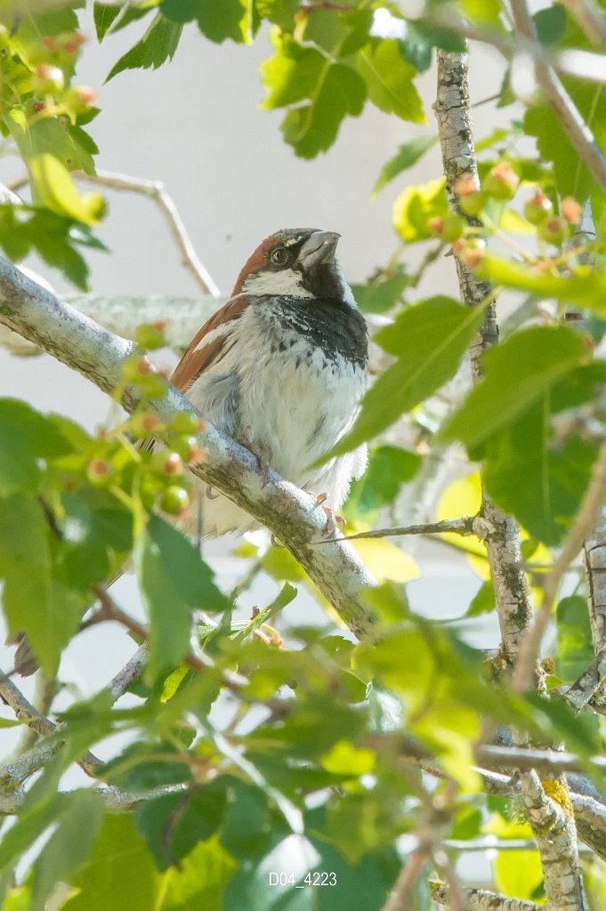 D04_4223-2.jpg - House Sparrow