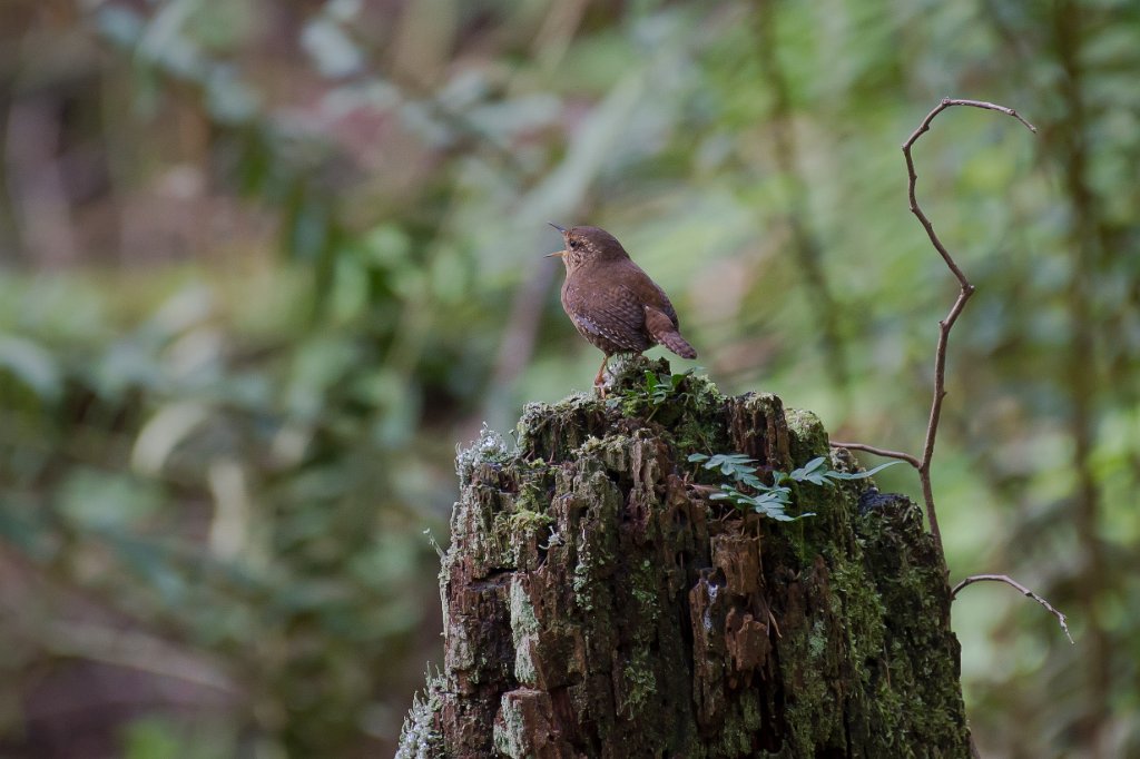 D04_4668.jpg - Pacific Wren