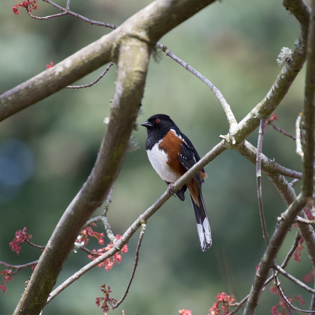 D04_4707.jpg - Spotted Towhee