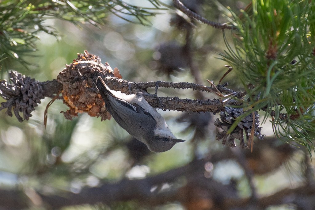 D05_0157.jpg - Pygmy Nuthatch