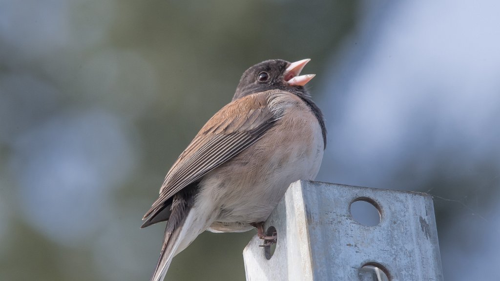 D05_0162.jpg - Dark-eyed Junco