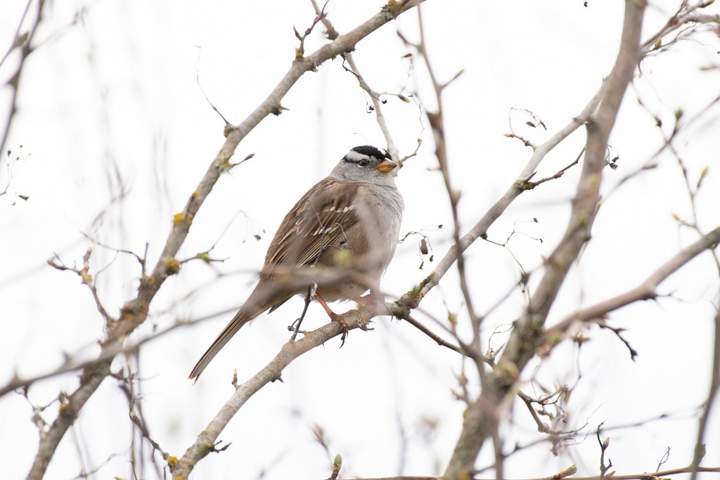 D05_0846.jpg - White-crowned Sparrow