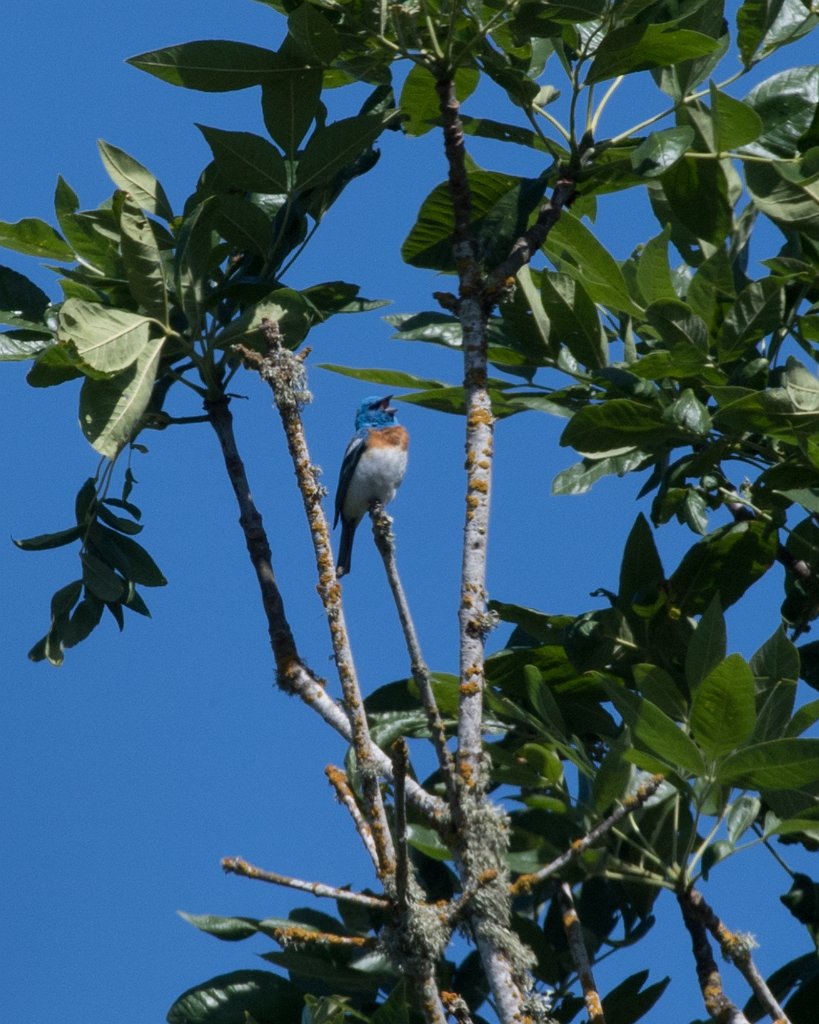 D05_2419-2.jpg - Lazuli Bunting